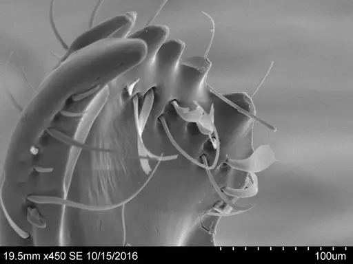 Adelomyrmex robustus specimen