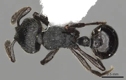 Adelomyrmex robustus - CASENT0901017