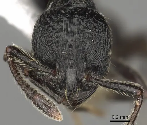 Adelomyrmex robustus - CASENT0901017