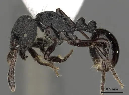 Adelomyrmex robustus - CASENT0901017