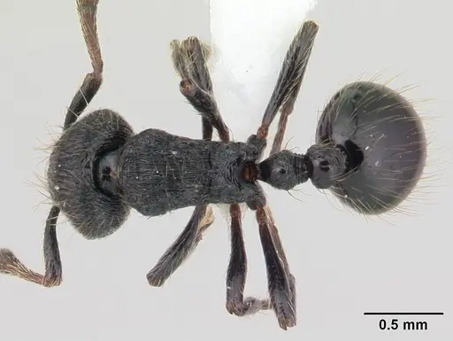Adelomyrmex robustus - LACMENT144606