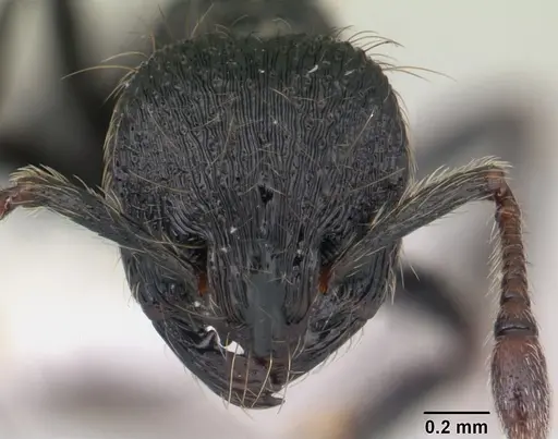 Adelomyrmex robustus - LACMENT144606