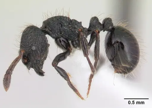 Adelomyrmex robustus - LACMENT144606