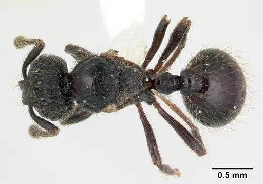 Adelomyrmex robustus - LACMENT144656