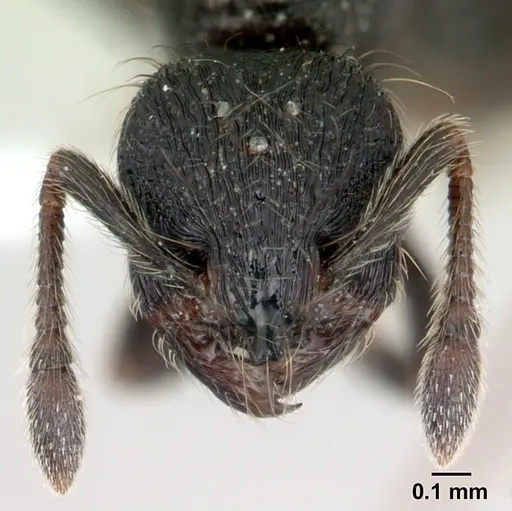 Adelomyrmex robustus - LACMENT144656