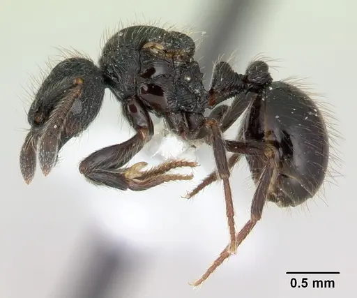 Adelomyrmex robustus - LACMENT144656