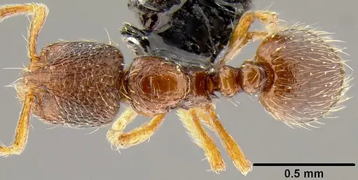 Adelomyrmex samoanus specimen