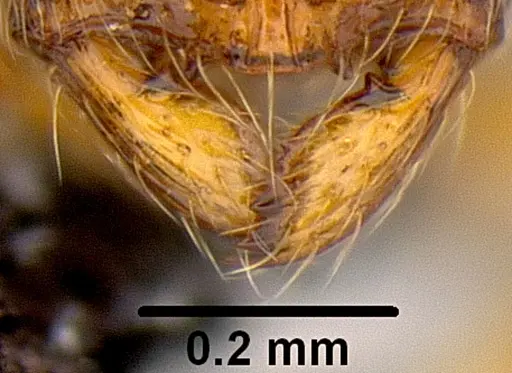 Adelomyrmex samoanus specimen