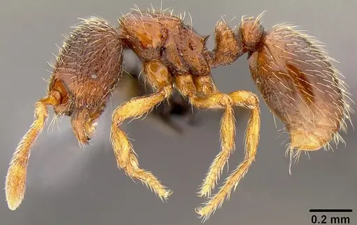 Adelomyrmex samoanus - CASENT0171037