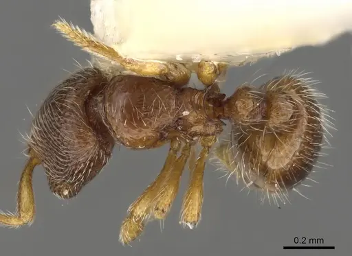 Adelomyrmex samoanus - CASENT0901015