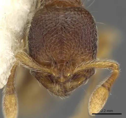 Adelomyrmex samoanus - CASENT0901015