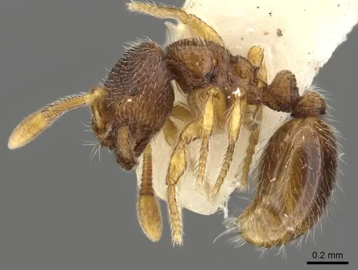 Adelomyrmex samoanus - CASENT0901015