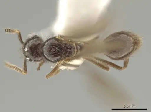 Adelomyrmex silvestrii specimen