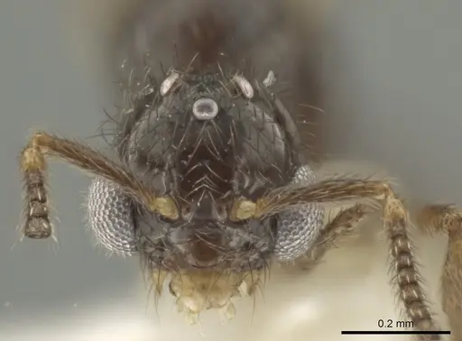 Adelomyrmex silvestrii specimen