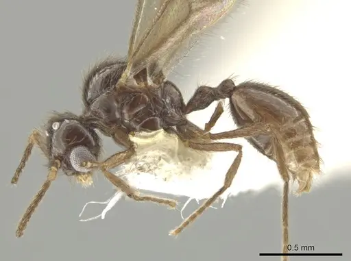 Adelomyrmex silvestrii specimen