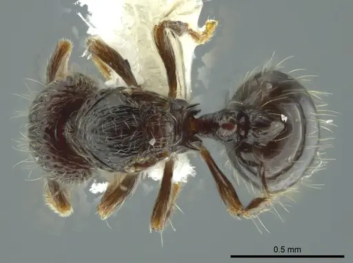 Adelomyrmex silvestrii - CASENT0611286