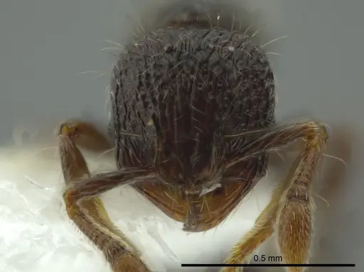 Adelomyrmex silvestrii - CASENT0611286