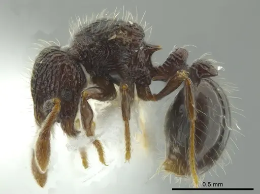 Adelomyrmex silvestrii - CASENT0611286