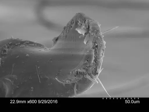 Adelomyrmex silvestrii - CASENT0631960