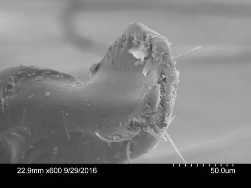 Adelomyrmex silvestrii - CASENT0631960
