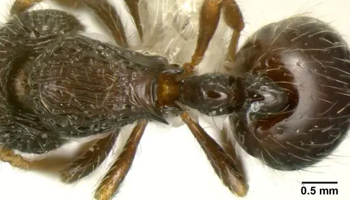 Adelomyrmex silvestrii - INBIOCRI001281616