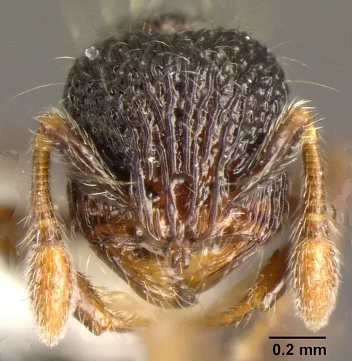 Adelomyrmex silvestrii - INBIOCRI001281616