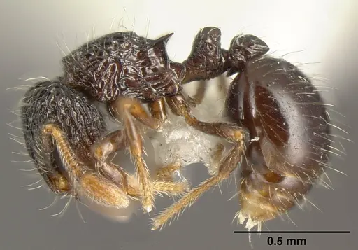 Adelomyrmex silvestrii - INBIOCRI001281616