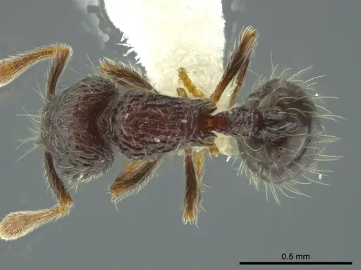 Adelomyrmex silvestrii - JTLC000009768