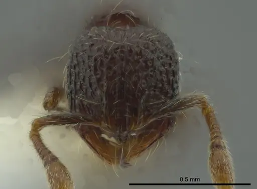 Adelomyrmex silvestrii - JTLC000009768