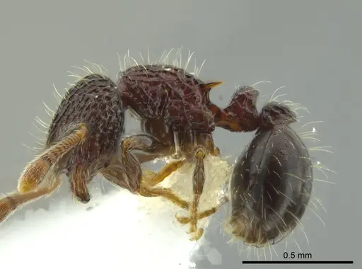 Adelomyrmex silvestrii - JTLC000009768
