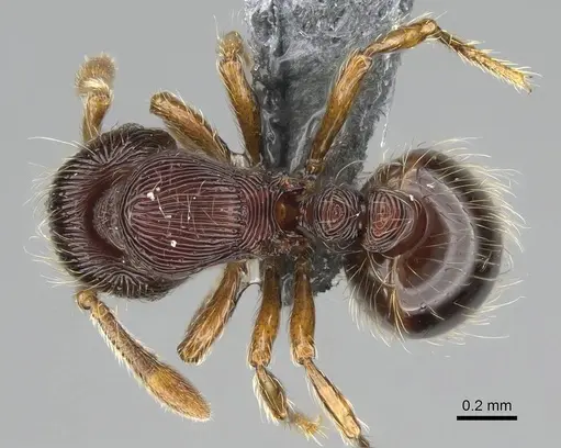 Adelomyrmex striatus specimen