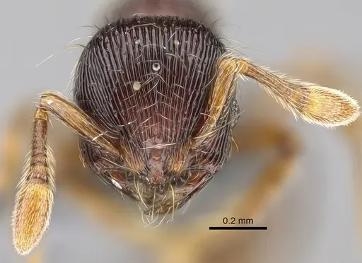 Adelomyrmex striatus specimen