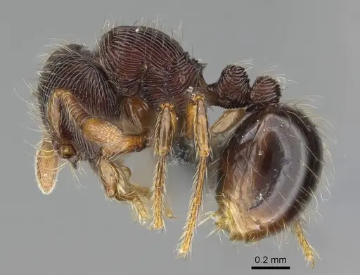 Adelomyrmex striatus specimen
