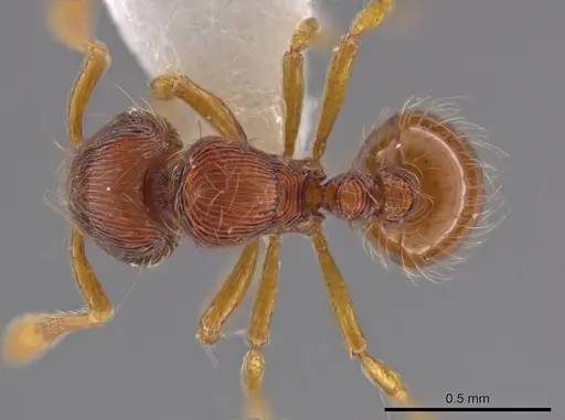Adelomyrmex striatus - CASENT0629013
