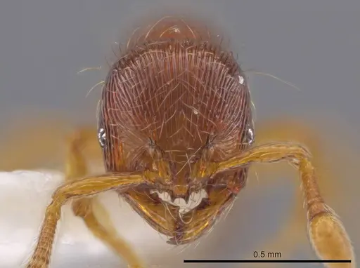 Adelomyrmex striatus - CASENT0629013