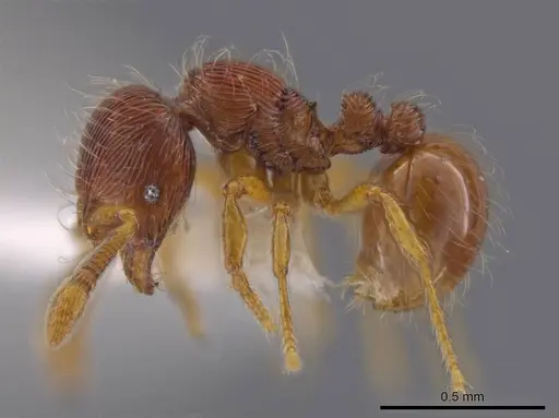Adelomyrmex striatus - CASENT0629013