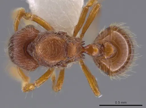 Adelomyrmex striatus - CASENT0629018