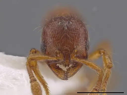 Adelomyrmex striatus - CASENT0629018