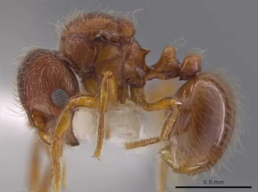 Adelomyrmex striatus - CASENT0629018