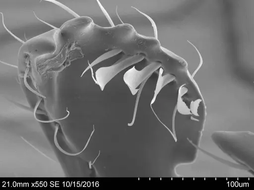 Adelomyrmex striatus - CASENT0631971