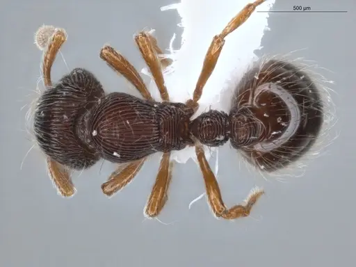 Adelomyrmex striatus - ECOFOG-GAL18-0189-25