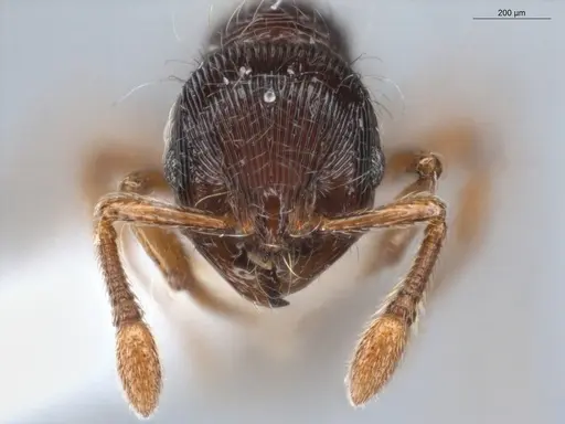 Adelomyrmex striatus - ECOFOG-GAL18-0189-25