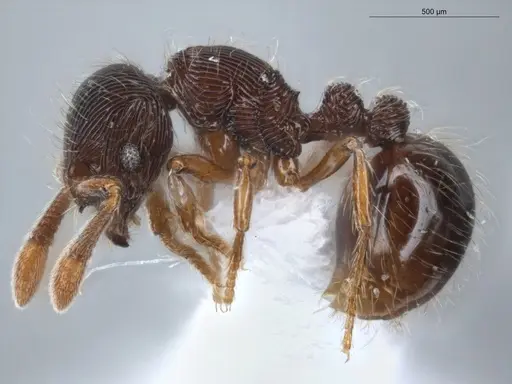 Adelomyrmex striatus - ECOFOG-GAL18-0189-25