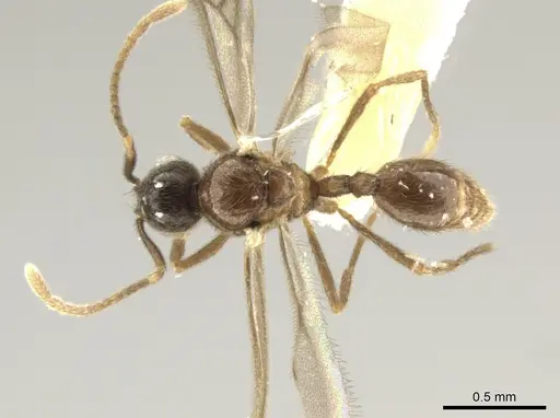 Adelomyrmex tristani - BIOUG01263-C10