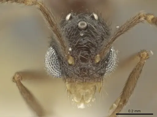 Adelomyrmex tristani - BIOUG01263-C10