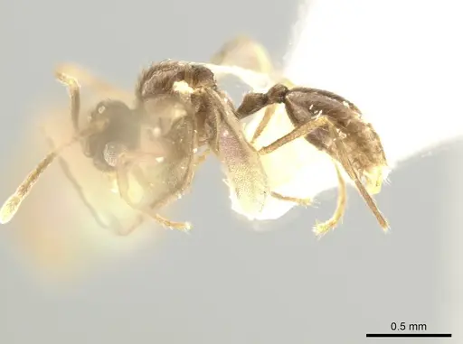 Adelomyrmex tristani - BIOUG01263-C10
