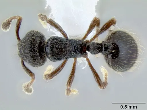 Adelomyrmex tristani - CASENT0106201