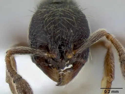 Adelomyrmex tristani - CASENT0106201