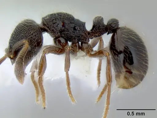 Adelomyrmex tristani - CASENT0106201