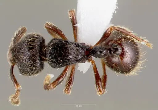 Adelomyrmex tristani - CASENT0428612